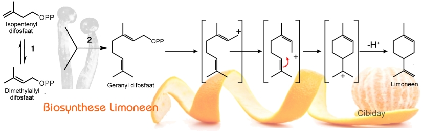 Biosynthese Limoneen